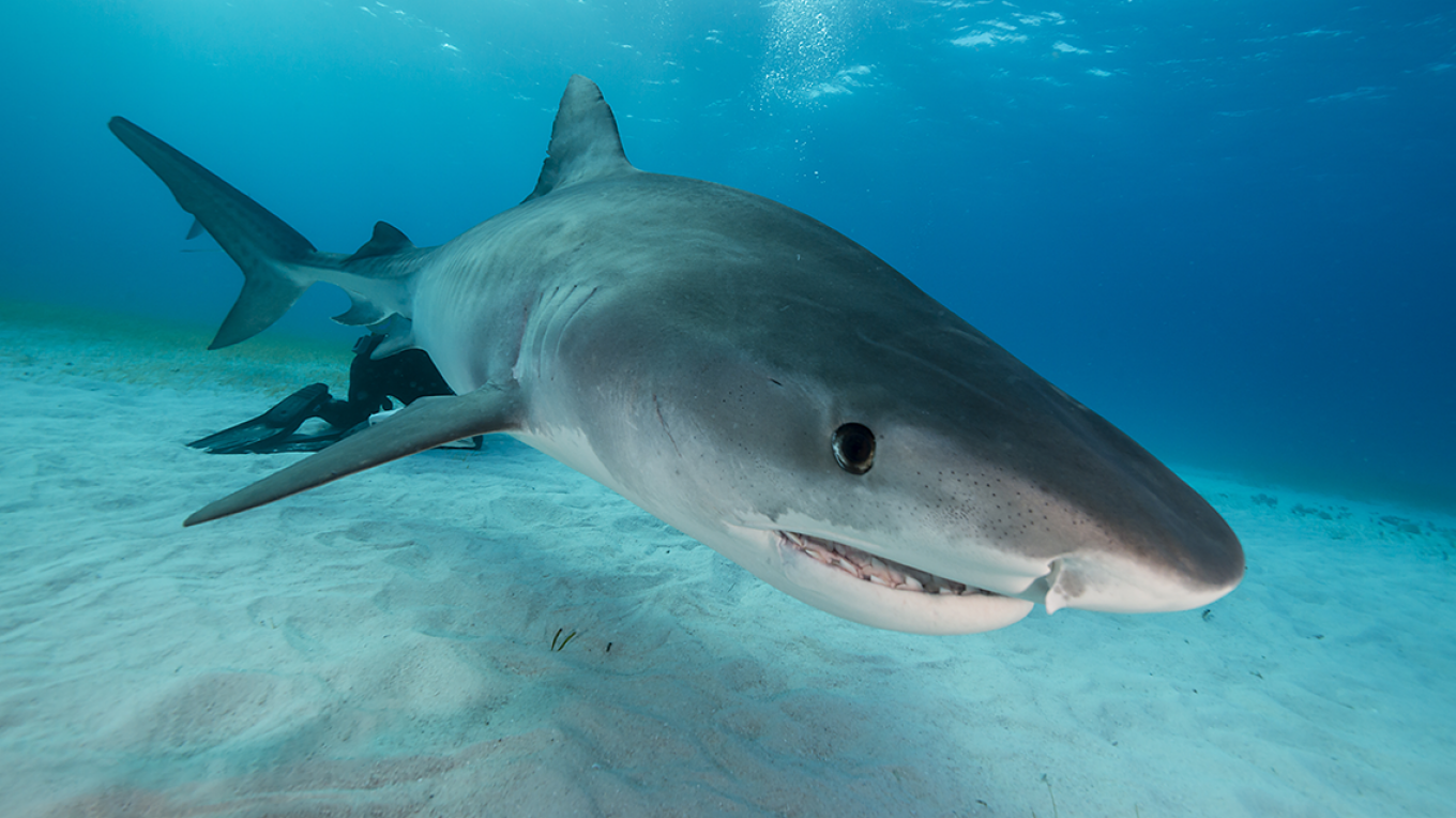 Καρχαρίες με υψηλές ποσότητες κοκαΐνης στον οργανισμό τους βρέθηκαν σε ακτές στη Βραζιλία