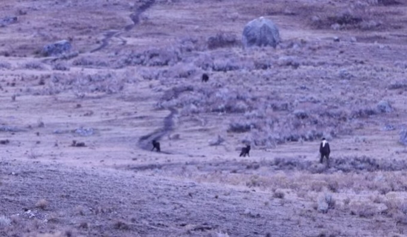 ΗΠΑ: Άνδρας καταγράφηκε σε βίντεο να πλησιάζει και να προκαλεί αγέλη λύκων στο πάρκο Γέλοουστοουν