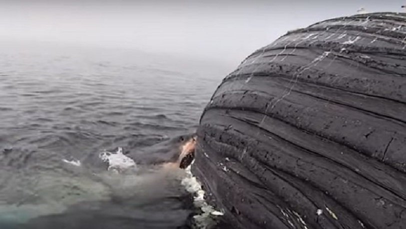 Απίστευτες εικόνες: Έγκυος λευκός καρχαρίας καταβροχθίζει το κουφάρι μιας φάλαινας - ΒΙΝΤΕΟ