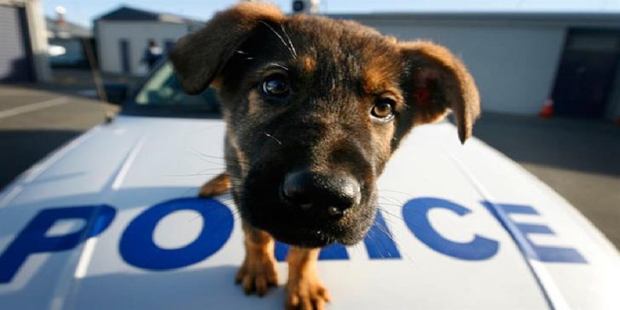 Παγκόσμια Ημέρα των Ζώων - Ευαισθητοποιημένη η Αστυνομία σε θέματα κακοποίησης ζώων
