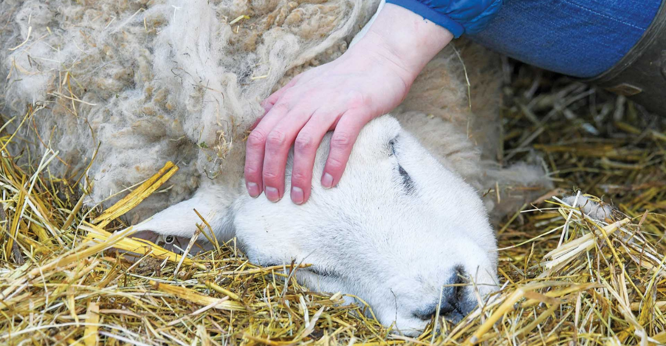 ΓΓ ΑΚΕΛ: Να απαιτηθεί από ΕΕ η αποφυγή μαζικής θανάτωσης ζώων λόγω αφθώδους πυρετού