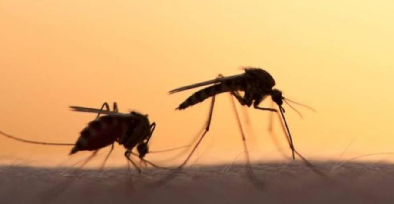 Συνεχίζονται οι συστηματικοί ψεκασμοί για καταπολέμηση των κουνουπιών στην Λάρνακα