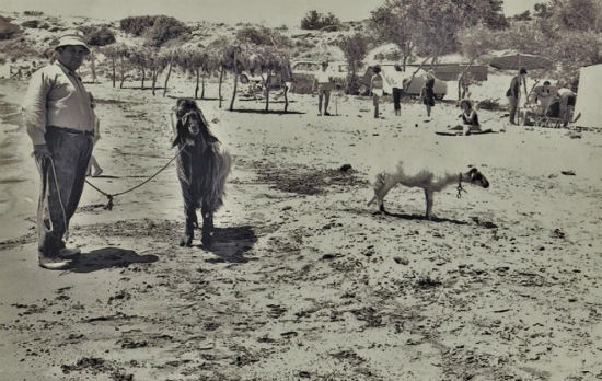 Γεμάτη κατσίκες ήταν κάποτε γνωστή παραλία της Κύπρου – «Παραθέριζαν» δίπλα από τους λουόμενους