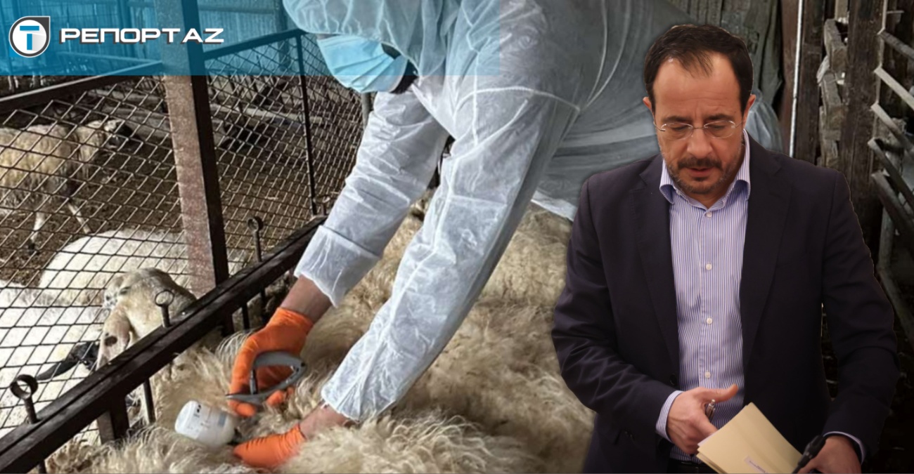 Αφθώδης πυρετός: Κρίση στην κτηνοτροφία και πολιτική σύγκρουση – Ο Πρόεδρος Χριστοδουλίδης αναλαμβάνει δράση