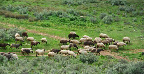 Αφθώδης πυρετός: Ανέλαβε τη διαδικασία ταφής η Εθνική Φρουρά 