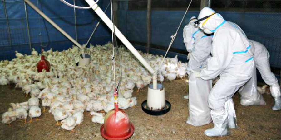 Η Δανία θανατώνει 25.000 κοτόπουλα αφότου εντόπισε κρούσματα γρίπης των πτηνών σε αγρόκτημα 