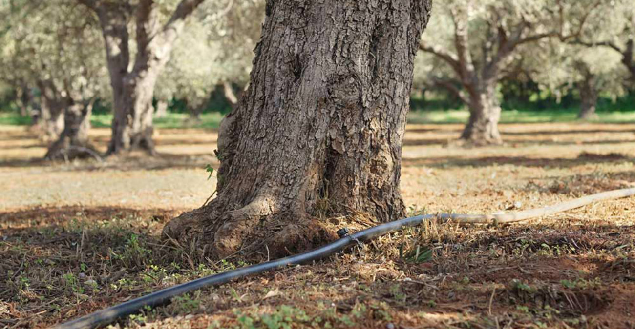 VIDEO: Μεταφέρουν νερό με τα παγούρια για να σώσουν τα δέντρα τους – Καταγγέλλουν κρατικά κενά και παραλείψεις οι Κοινοτάρχες