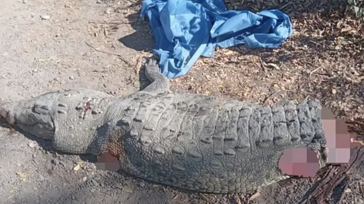 Απίστευτο δυστύχημα στο Μεξικό: Όχημα έπεσε πάνω σε αλιγάτορα - Στους τρεις οι νεκροί, δείτε φωτογραφίες