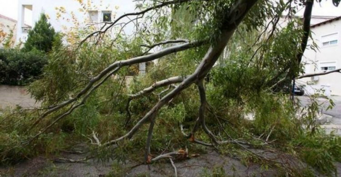 Δε σταματούν οι ζημιές από τους ισχυρούς ανέμους – Δέντρο καταπλάκωσε ελληνοκυπριακό όχημα στο Κάστρο της Κερύνειας – Φωτογραφία