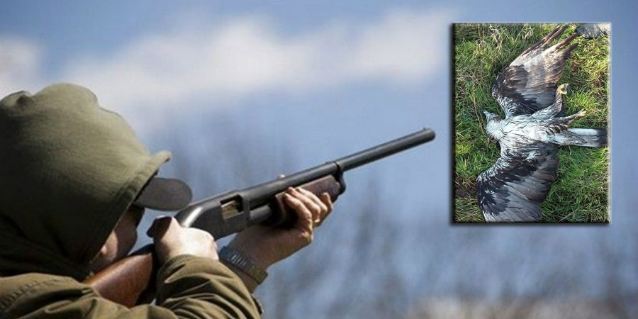 ΚΥΠΡΟΣ: Κυνηγοί σκότωσαν σπάνιο πουλί και το εγκατέλειψαν– «Αντροπή σας» - ΦΩΤΟΓΡΑΦΙΑ