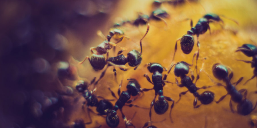 Καρκίνος: Το έντομο με τη «δυνατή» όσφρηση που τον ανιχνεύει