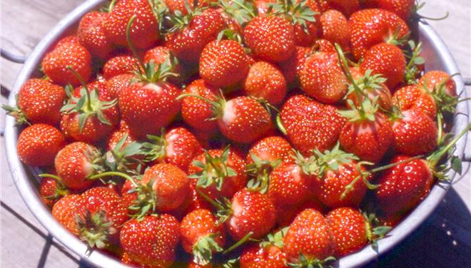 Η τρομερή δίαιτα με φράουλες για γρήγορη απώλεια βάρους