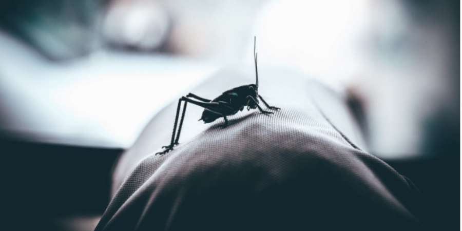 Εντοπίστηκε κουνούπι του είδους Aedes aegypti στην Κύπρο - Πήρε μέτρα το Υπουργείο Υγείας 