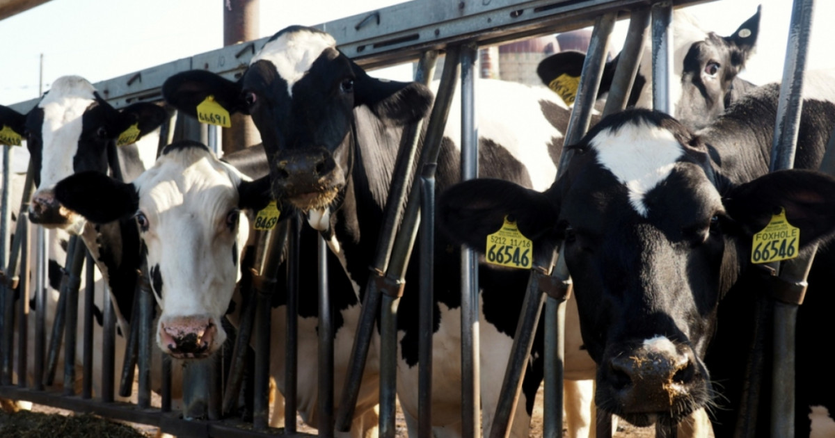 Έφοδος Αρχών στο Γέρι - Βρέθηκε αριθμός αγελάδων χωρίς σήμανση σε «κλειστό» υποστατικό