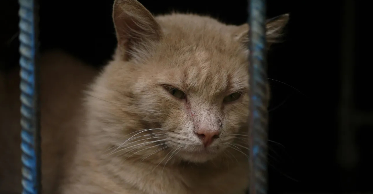 Φρίκη στη Θεσσαλονίκη: Ζευγάρι εξέτρεφε γάτες τις οποίες προόριζε για φαγητό