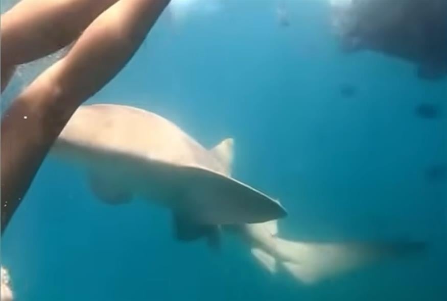 Τρομακτικές εικόνες: Καρχαρίας επιτέθηκε σε 36χρονη που έκανε κατάδυση - Δείτε βίντεο