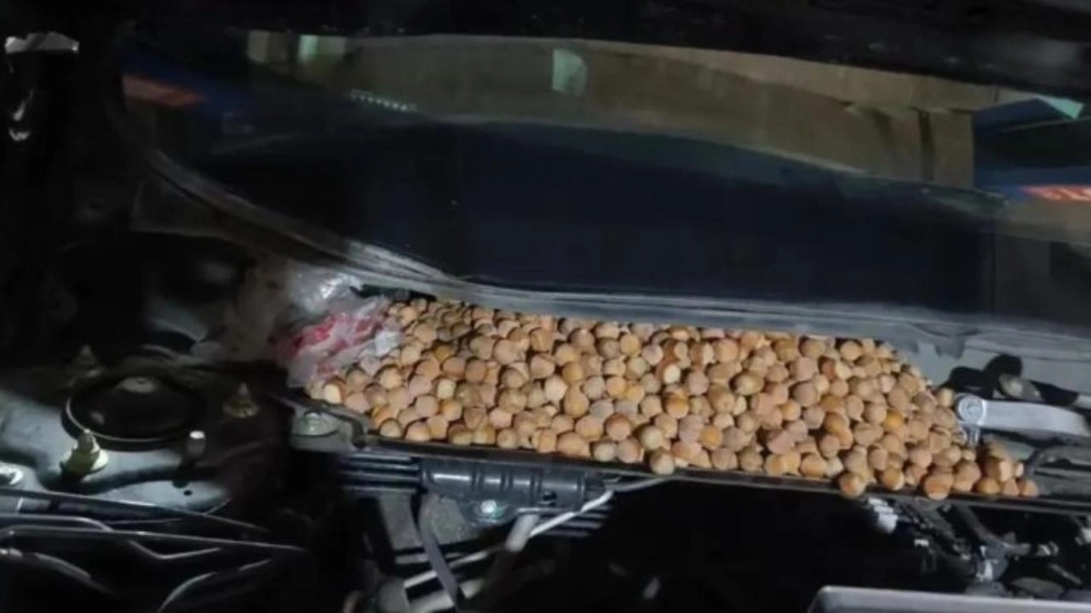 Βρήκε κάτω από το καπό του αυτοκινήτου του πάνω 15 κιλά φουντούκια - Δείτε βίντεο