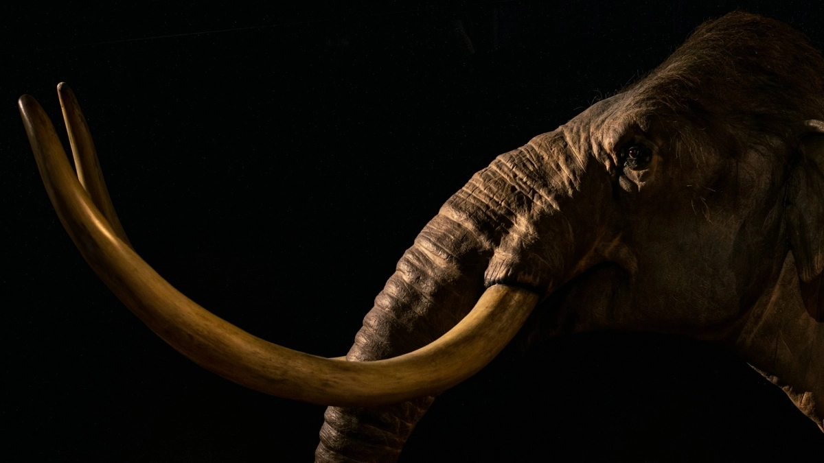 Σαν ταινία Jurassic Park: Το μαμούθ επιστρέφει στη Γη μετά από χιλιάδες χρόνια