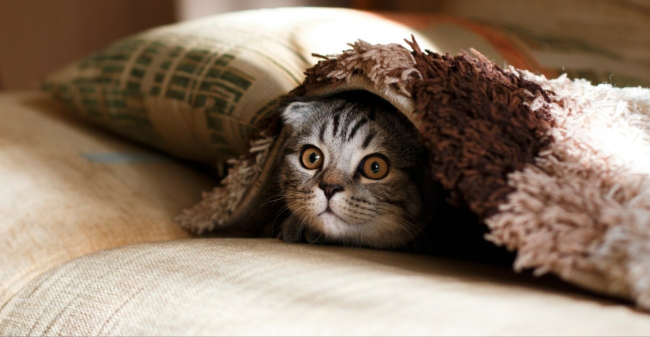 Βίντεο: Παράλυτο γατάκι περπάτησε ξανά χάρη στη βοήθεια μαθητών