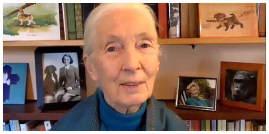 Jane Goodall: Έχουμε ευθύνη για την πανδημία και η κρίση πρέπει να μας αφυπνίσει