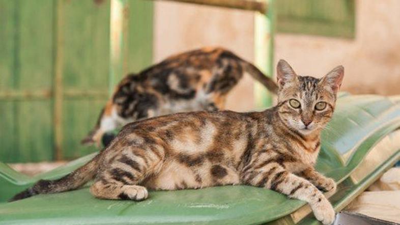 Μαζική δηλητηρίαση ζώων: Ανάστατοι οι κάτοικοι του Μαρωνιού – «Είδαμε τον πρώτο γάτο να πεθαίνει μπροστά μας»