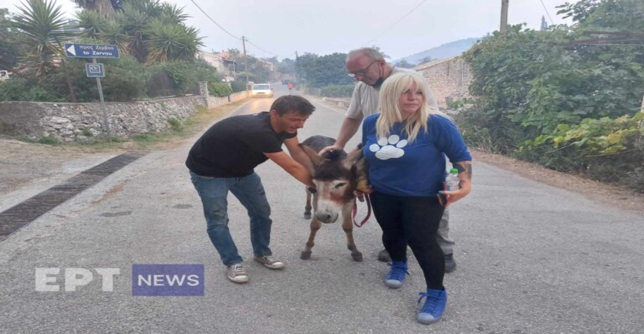 Φωτιά στην Κέρκυρα: Εθελοντές απομακρύνουν ζώα από τα καμμένα στις Λόυτσες - Δείτε φωτογραφίες