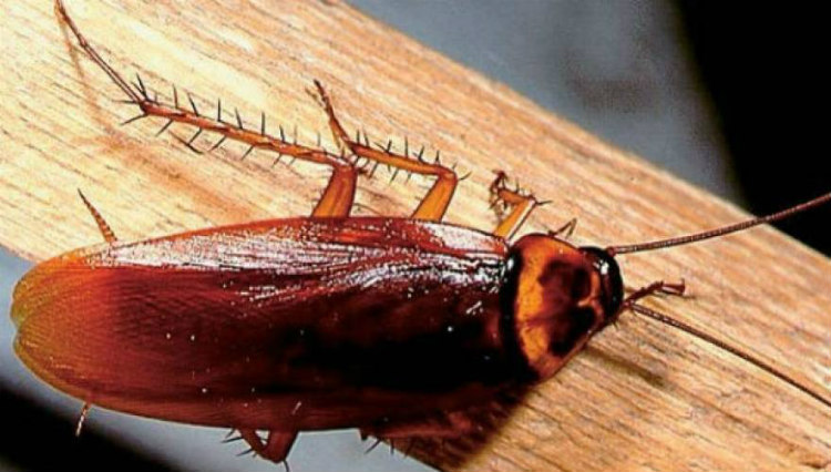 Κατσαρίδες στο σπίτι: 7 απλοί και φυσικοί τρόποι για να απαλλαγείτε οριστικά