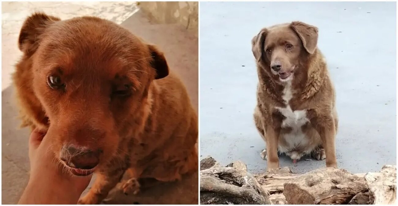 Πέθανε σε ηλικία 31 ετών ο Μπόμπι - Ήταν ο γηραιότερος σκύλος στον κόσμο - Δείτε βίντεο