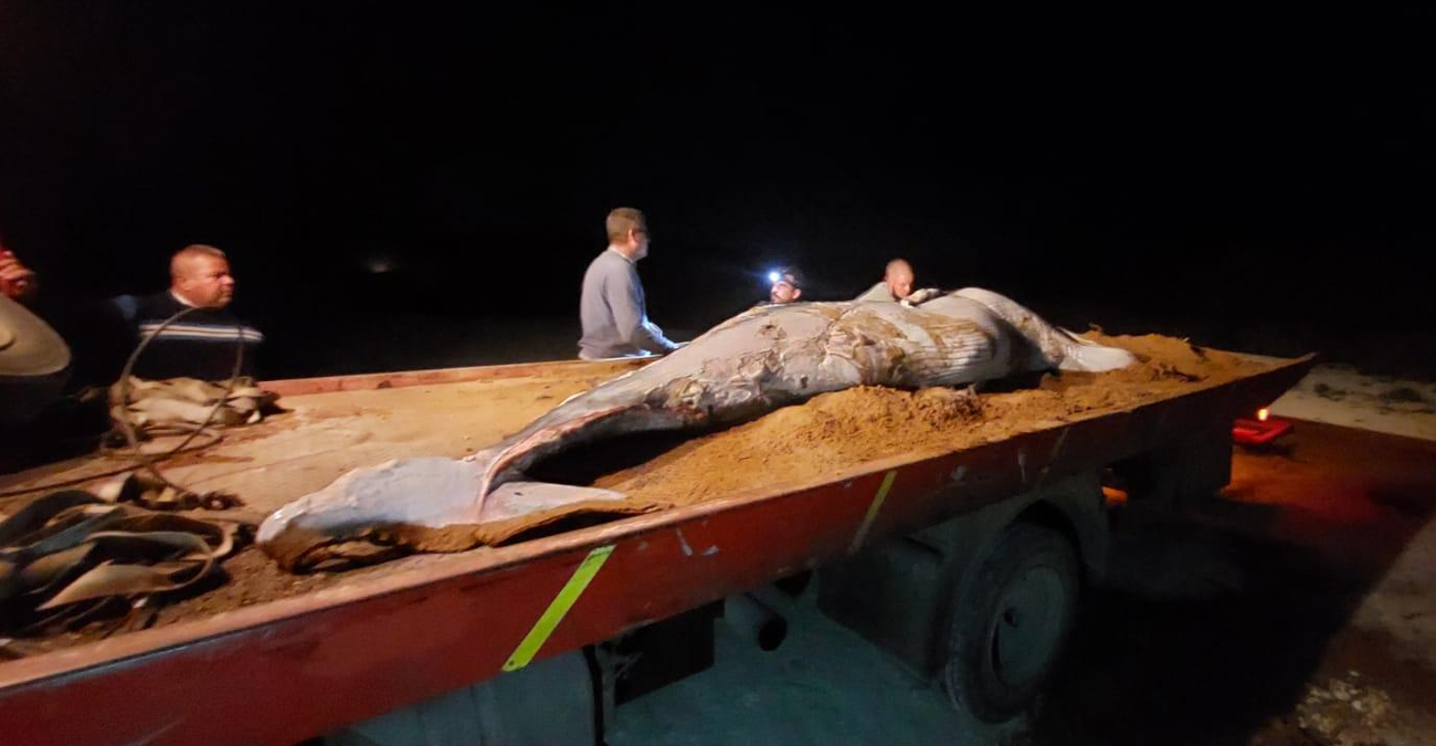 Ξεβράστηκε νεκρό μωρό φάλαινα στα κατεχόμενα - Άγνωστη η αιτία θανάτου του – Δείτε φωτογραφίες