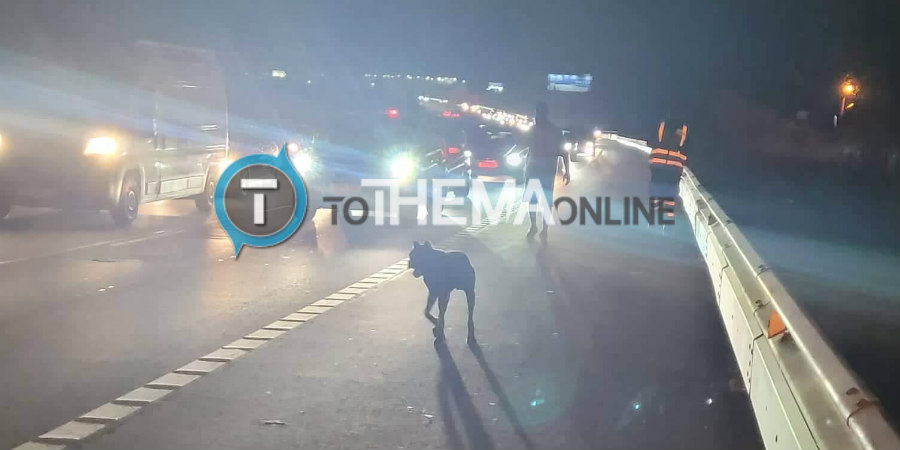 Σκύλος προκαλεί τρόμο στους οδηγούς στον αυτοκινητόδρομο - Πυκνή τροχαία κίνηση – Δείτε φωτογραφίες 