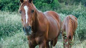 Άλογο βρέθηκε νεκρό, δεμένο με σχοινί στον Βόλο - Συνελήφθη ο 30χρονος ιδιοκτήτης