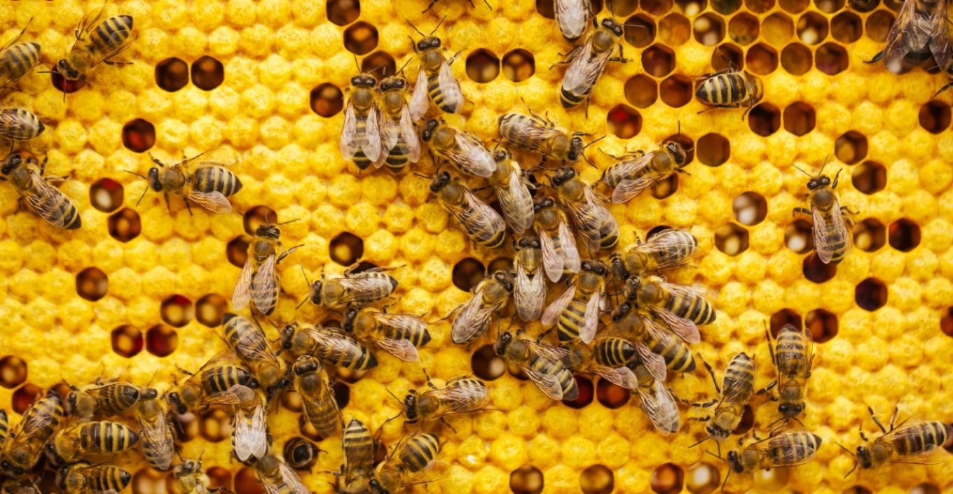 Ιστορική απόφαση για τις μέλισσες: Γίνονται το πρώτο έντομο που αποκτά νομικά δικαιώματα