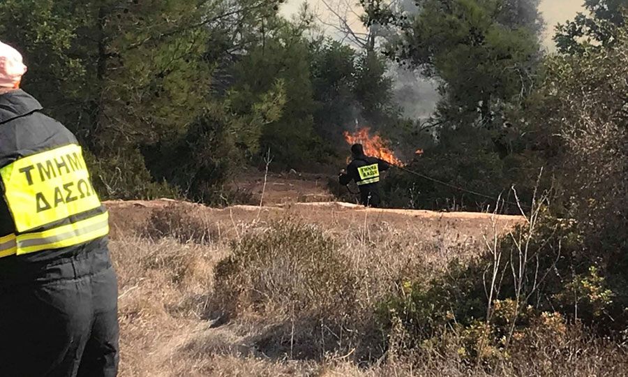 ΠΕΓΕΙΑ: Ξέσπασαν τρεις ξεχωριστές πυρκαγιές στο κρατικό δάσος - Υποψία για κακόβουλη ενέργεια 