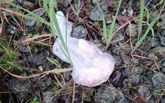 Συναγερμός για δηλητηριασμένα δολώματα σε περιοχή της Λεμεσού - Δείτε φωτογραφίες