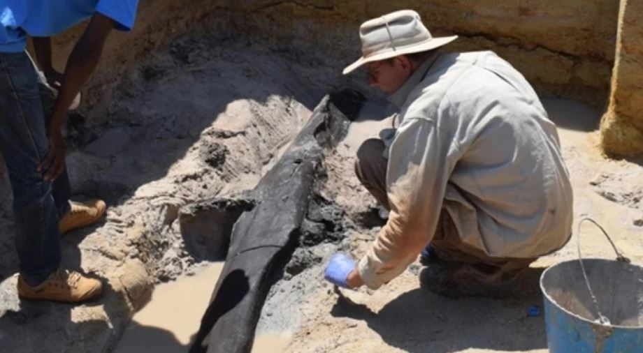 Δύο κομμάτια ξύλου 500.000 ετών ξαναγράφουν την προϊστορία του ανθρώπου