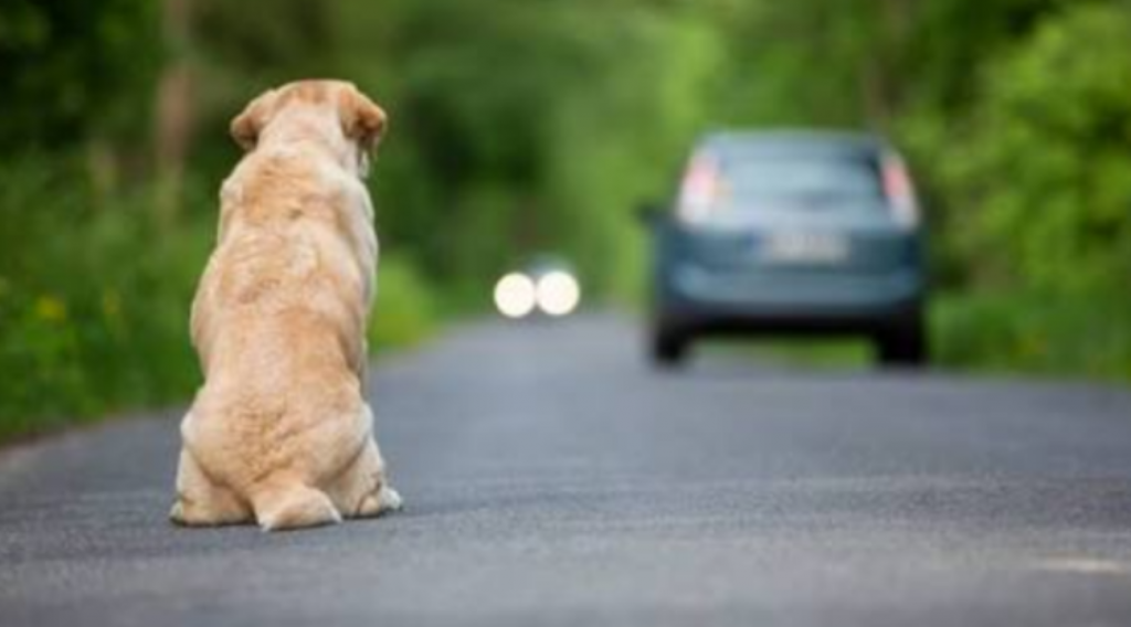 Περίμενε… αλλά δεν γύρισαν ποτέ: Εγκατέλειψαν σκυλάκι με τα πράγματά του σε στάση στη Λεμεσό - Δείτε φωτογραφίες