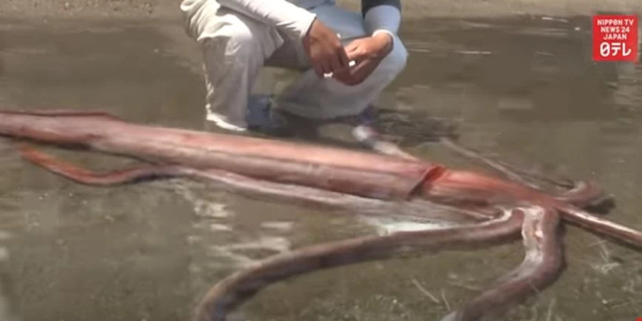 Ιαπωνία: Γιγαντιαίο καλαμάρι ξεβράστηκε ζωντανό σε ακτή της επαρχίας Φουκούι – Δείτε βίντεο