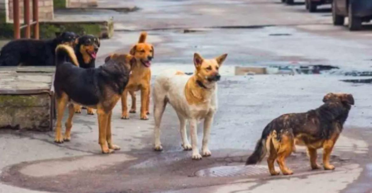 Πάτρα: Αδέσποτα σκυλιά επιτέθηκαν σε μαθητές που έπαιζαν μπουγέλο - Στο νοσοκομείο δύο παιδιά