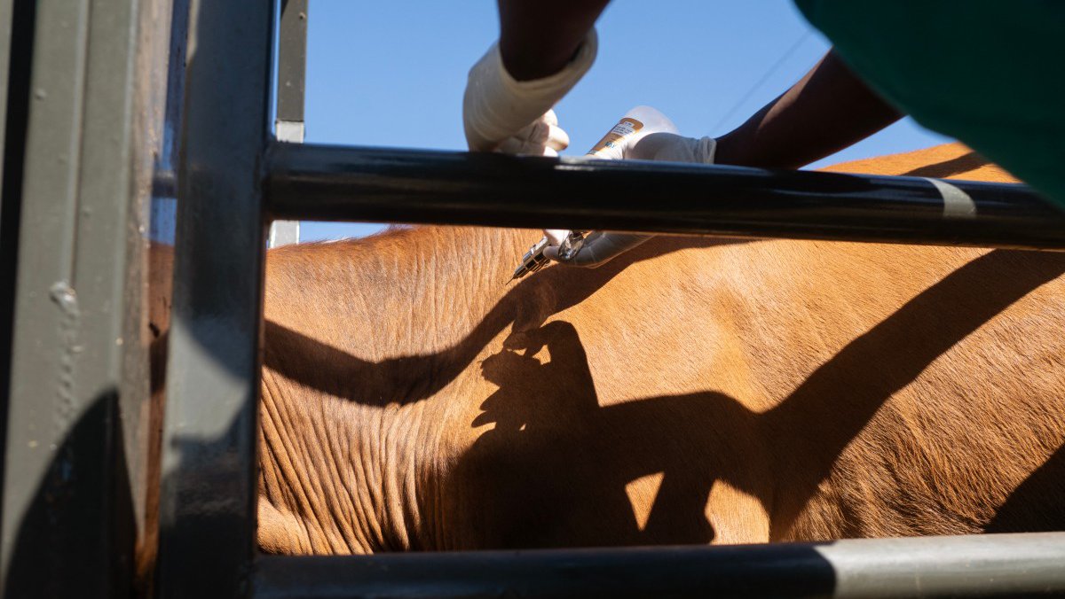 Αντιδράσεις κτηνοτρόφων σε Τίμη και Αναρίτα για νέα μέτρα κατά αφθώδους πυρετού