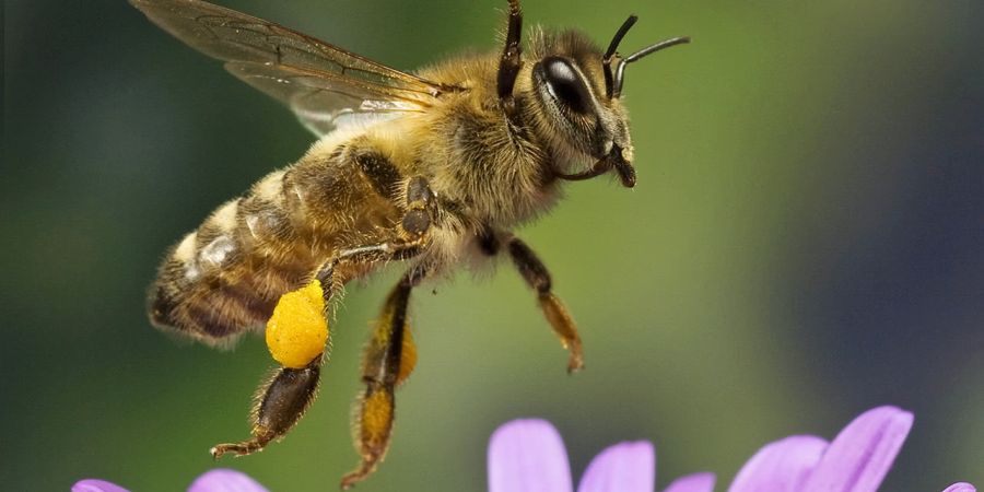 Σε όλο τον κόσμο οι άνθρωποι αγαπούν τις μέλισσες, αλλά μισούν τις σφήκες!