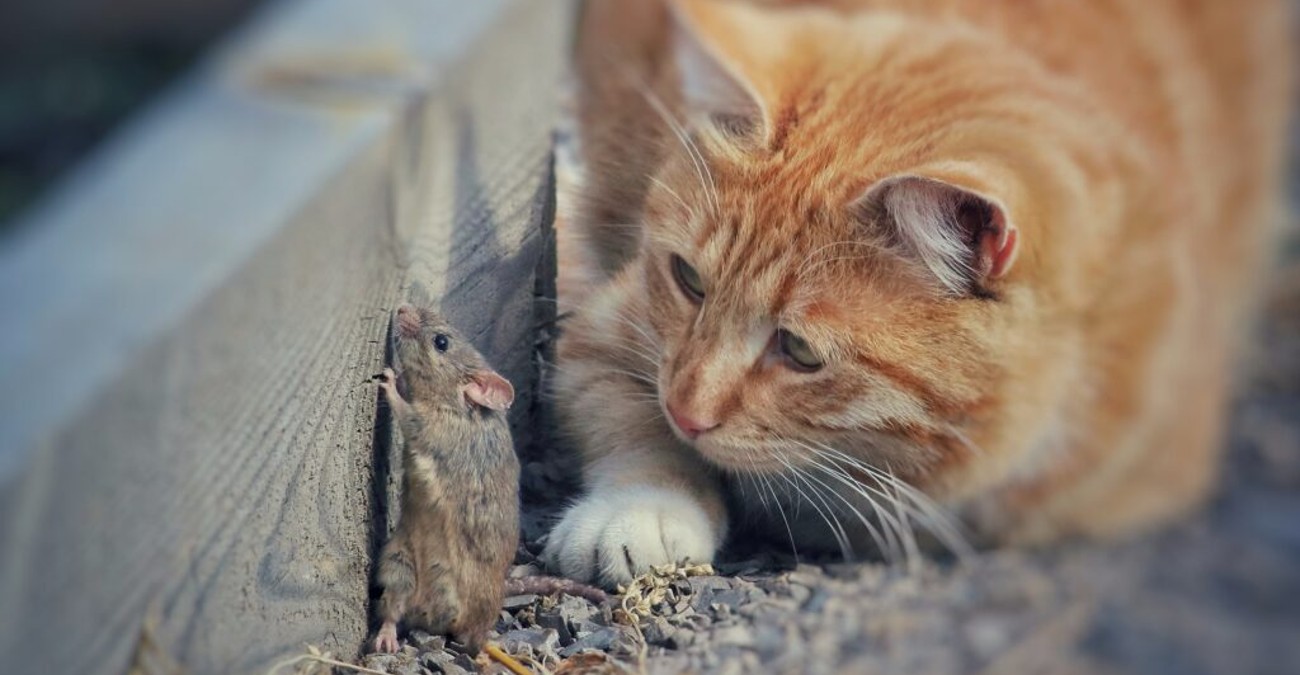 Γιατί κάποιες γάτες δεν κυνηγούν ποντίκια