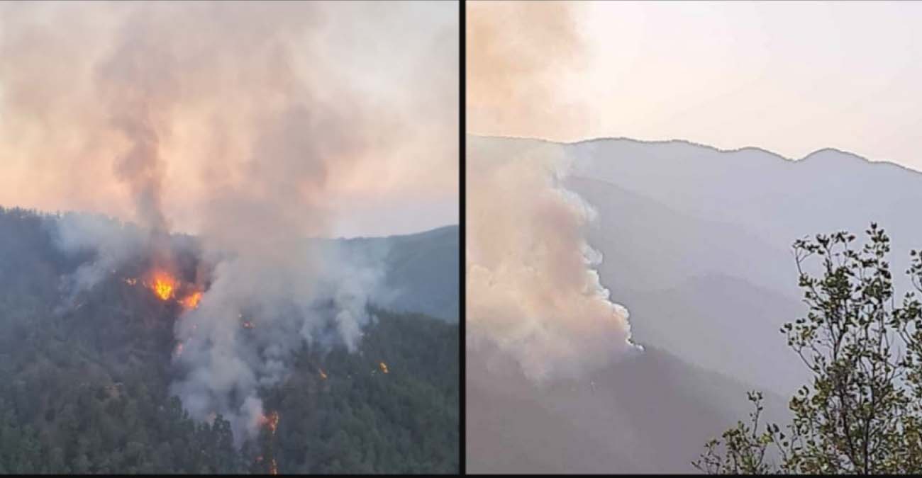 Κατέκαψε 20 εκτάρια πευκοδάσους η πυρκαγιά στο Δάσος της Πάφου 