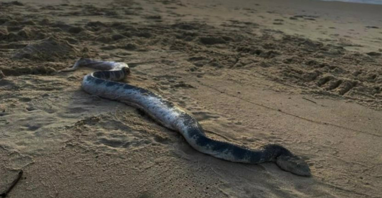 Τεράστιο δηλητηριώδες φίδι «σκόρπισε» τον τρόμο σε παραλία της Αυστραλίας - Φωτογραφία