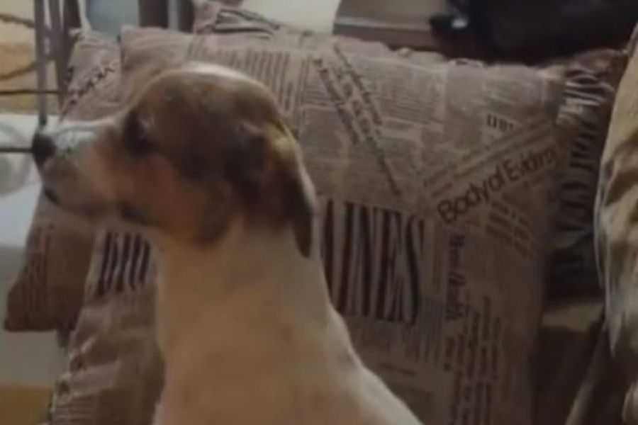 Σκύλος παρακολουθεί θρίλερ στην τηλεόραση και η αντίδραση του είναι μοναδική – ΒΙΝΤΕΟ