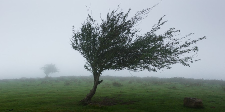 Αυστηρές συστάσεις ΑΗΚ μετά τις ζημιές από τους ανέμους - «Τα δέντρα να μην φυτεύονται κάτω από τα καλώδια»