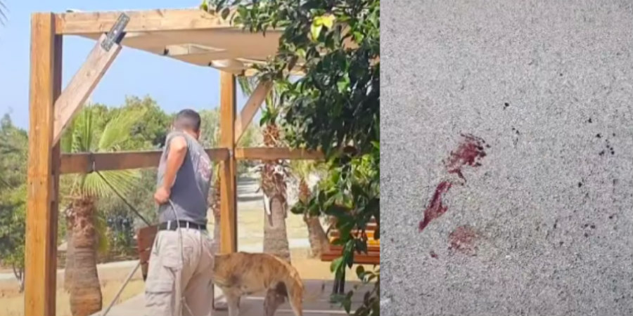 Ακόμη και αίματα από την αιχμαλωσία σκύλου στην Αγία Νάπα από εργαζόμενους του Δήμου – Έρευνα από την Αστυνομία - ΒΙΝΤΕΟ