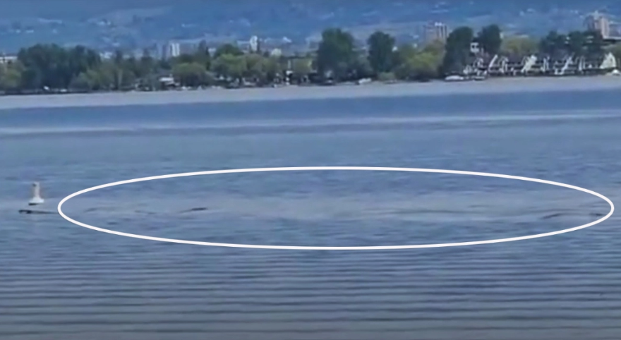 Video: Γυναίκα ισχυρίζεται ότι βιντεοσκόπησε με το κινητό της την καναδική εκδοχή του τέρατος του Λοχ Νες