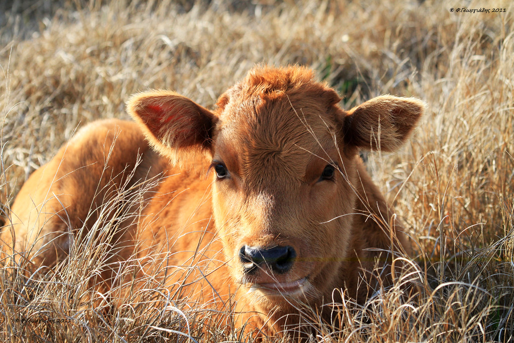 Του έκλεψαν το δαμαλάκι του – Κάλεσμα ιδιοκτήτη για επιστροφή του – Προσφέρει και αμοιβή – Δείτε φωτογραφία