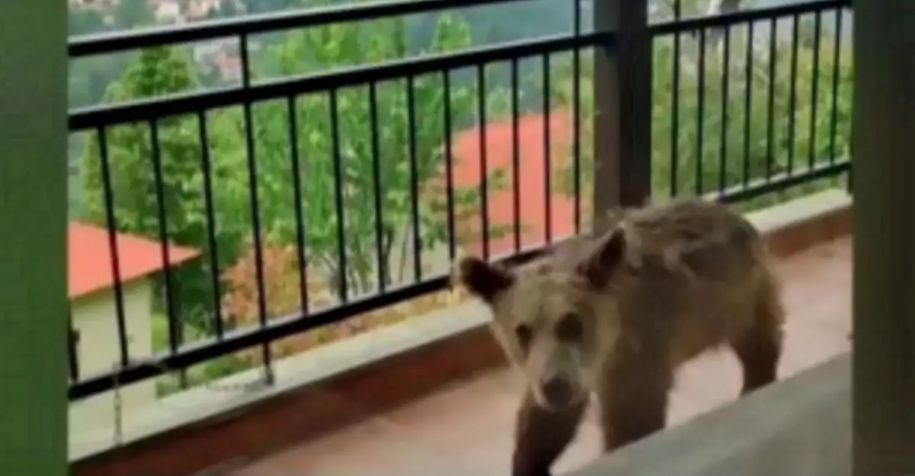 Τρίκαλα: Αρκουδάκι έκανε βόλτες σε βεράντα σπιτιού