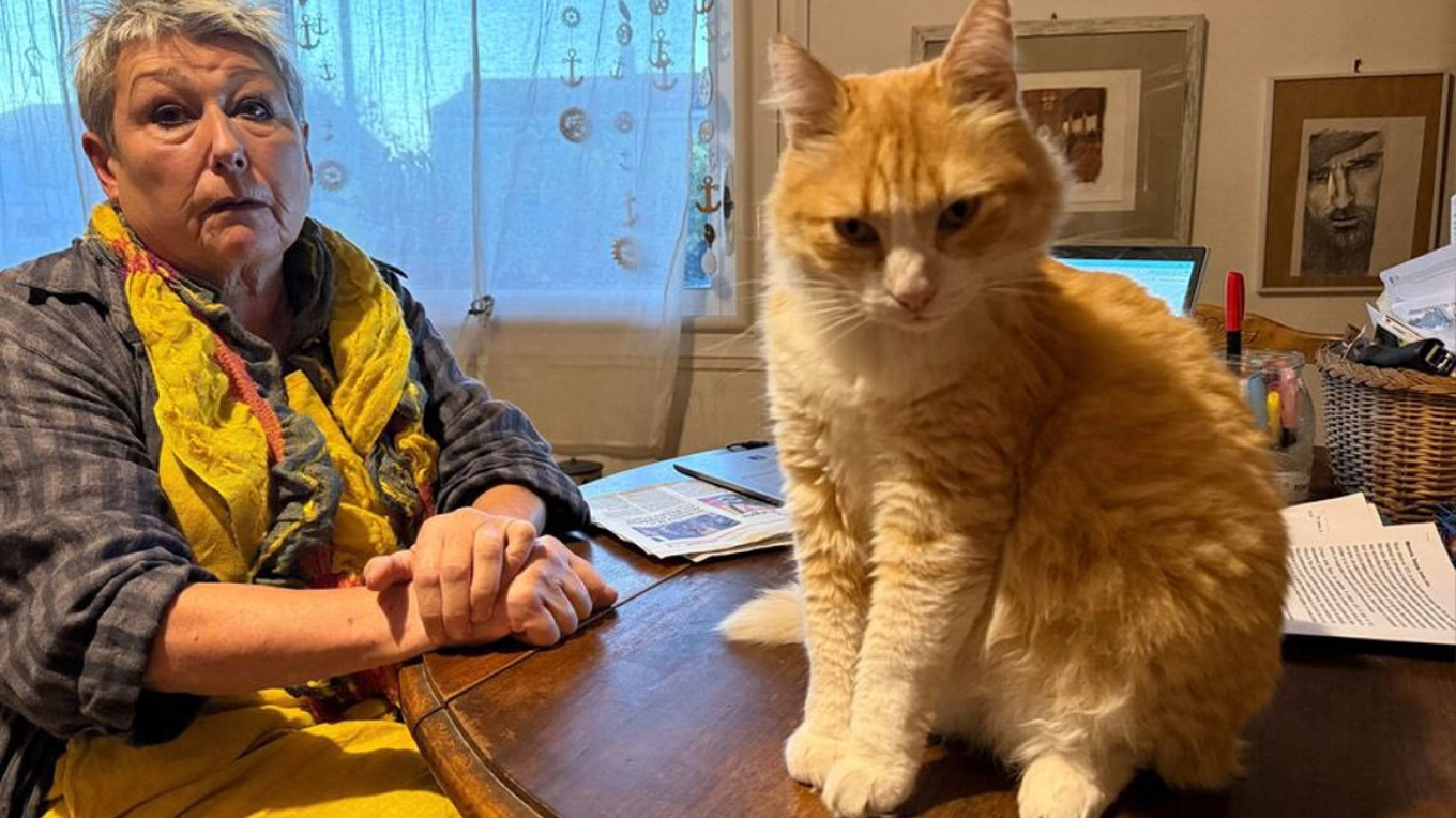 Γιατί η ιδιοκτήτρια ενός άτακτου γάτου κλήθηκε να πληρώσει 100 ευρώ στον γείτονά της στη Γαλλία 